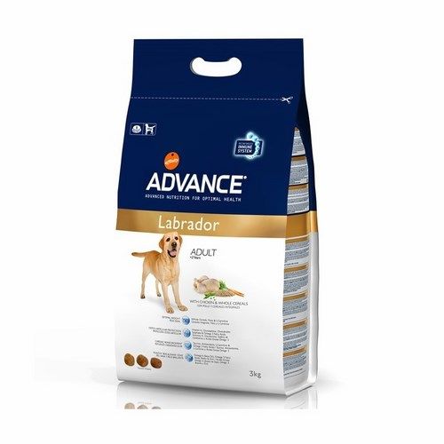 Vooruitgang Labrador